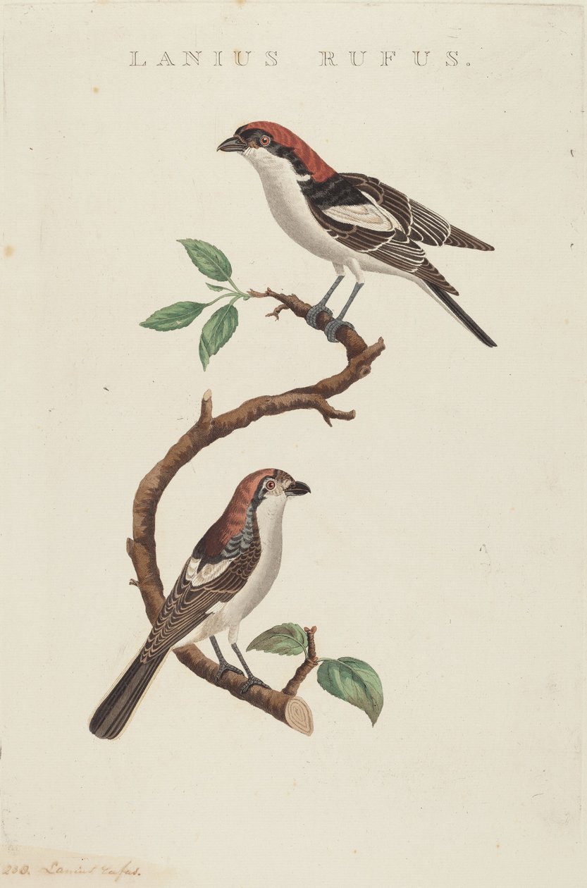 Vörös gyapjú alkotó: American 19th Century