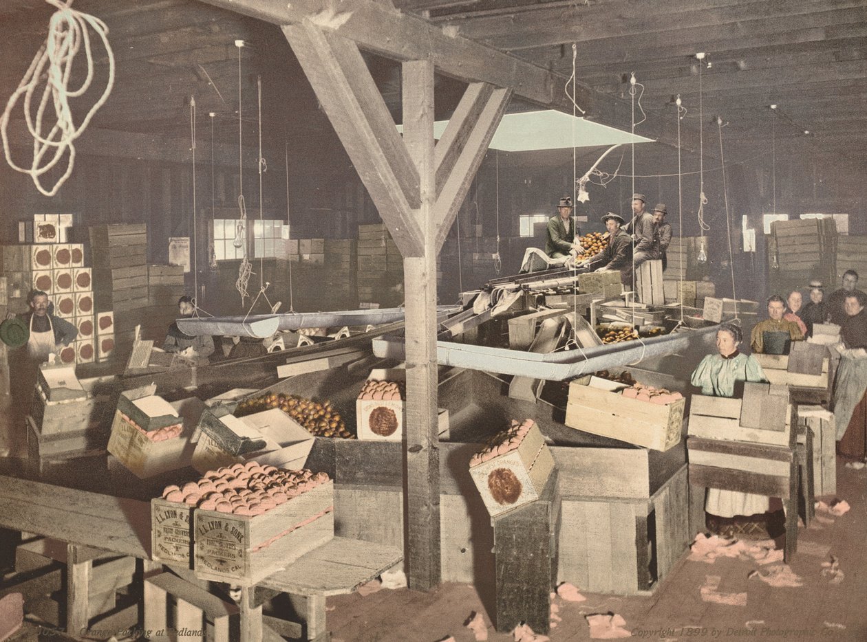 Narancssárga csomagolás a Redlands-ben alkotó: American 19th Century, Detroit Photographic Company