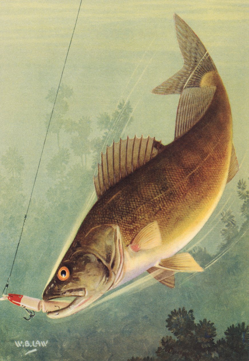 Sporthorgászat: Walleye csalit alkotó: American School