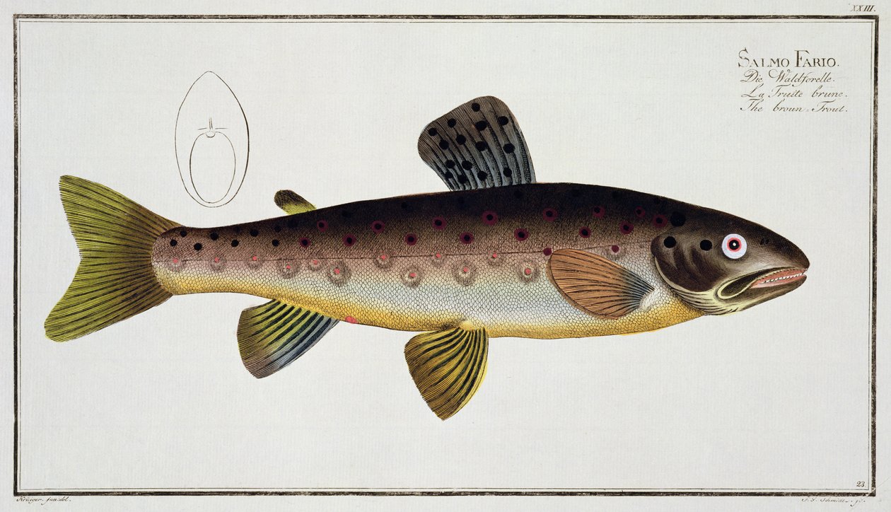 Barna pisztráng (Salmo Iasustris) XXIII. tábla az „Ichthyologie, ou histoire naturelle generale et specifice des poisson”-ból, Marcus Elieser Bloch (1723-99), vésette Gabriel Bodenehr (1673-1766), alkotó: Andreas Ludwig Kruger