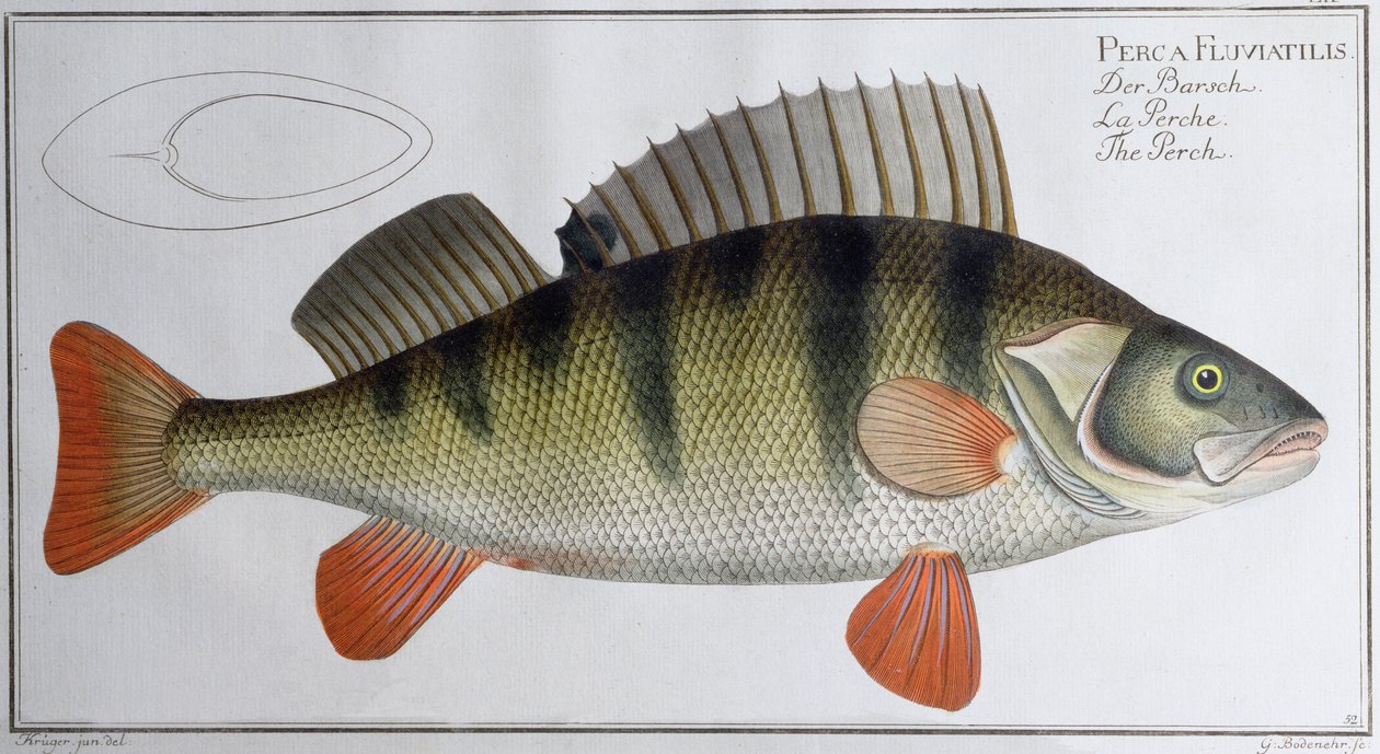 Sügér: kiadó: Black, 1790 körül (nyomtatott) alkotó: Andreas Ludwig Kruger