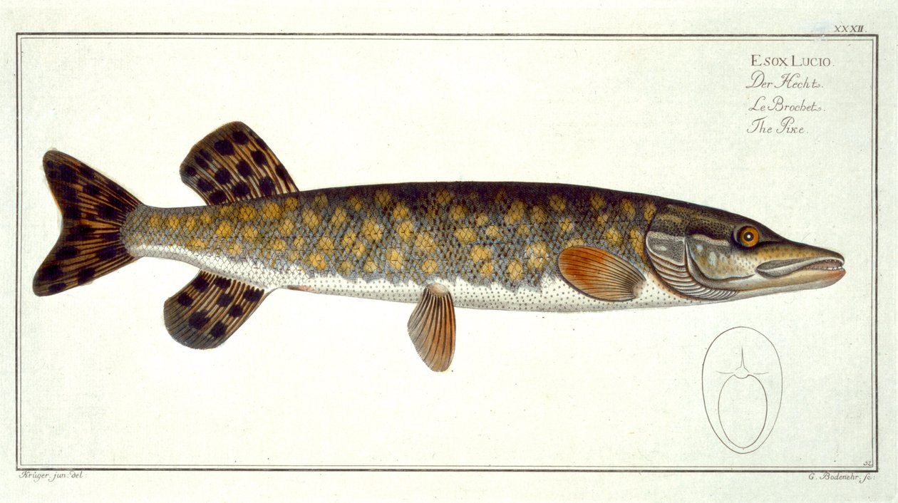 Csuka (Esox Lucio) XXXII. tábla az „Ichthyologie, ou histoire naturelle generale etspecial des poisson” című művéből, Marcus Elieser Bloch (1723-99), vésette Gabriel Bodenehr (1673-1766), megjelent c. alkotó: Andreas Ludwig Kruger