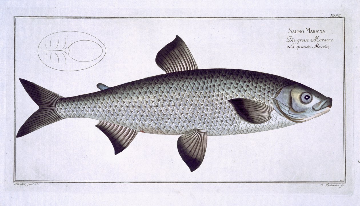 Lazac (Salmo Maraena) XXVII. lemez az „Ichthyologie, ou histoire naturelle generale et specifice des poisson”-ból, Marcus Elieser Bloch (1723-99), metszett Gabriel Bodenehr (1673-1766), kiad. alkotó: Andreas Ludwig Kruger