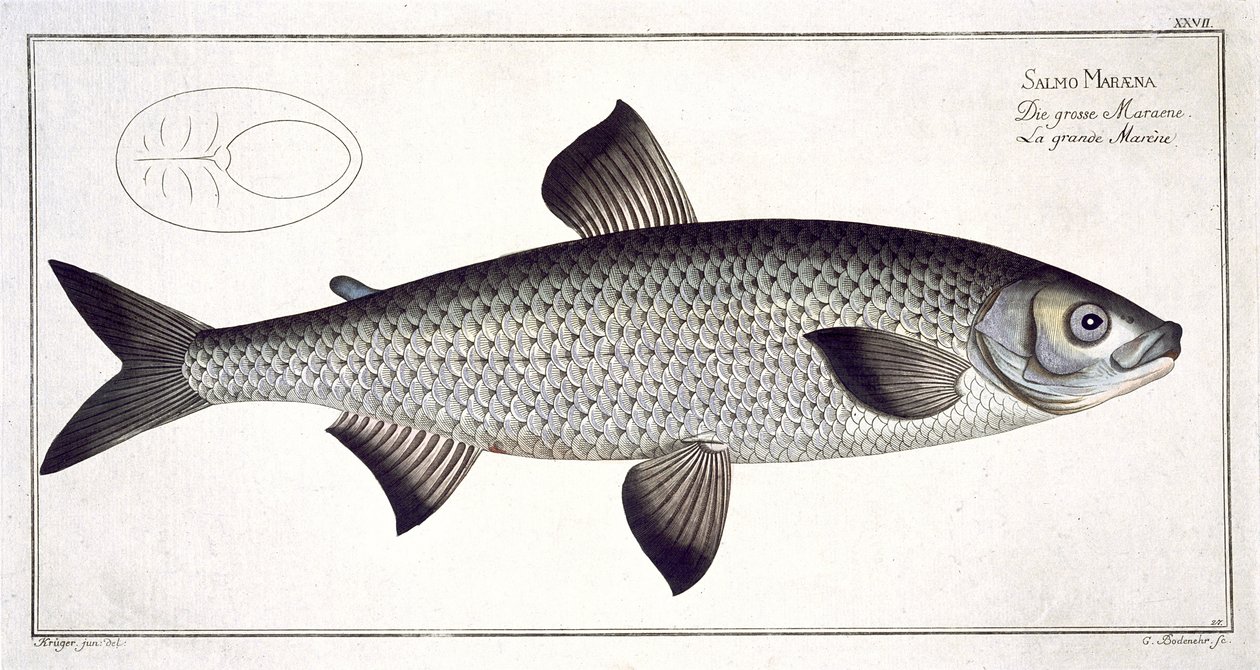 Lazac (Salmo Maraena) XXVII. lemez az „Ichthyologie, ou histoire naturelle generale et specifice des poisson”-ból, Marcus Elieser Bloch (1723-99), metszett Gabriel Bodenehr (1673-1766), kiad. alkotó: Andreas Ludwig Kruger