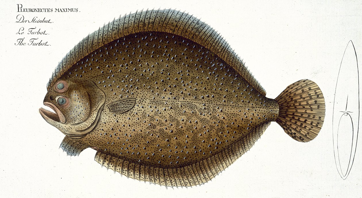 A rombuszhal (Pleuronectes Maximus) XLIX. lemeze az „Ichthyology, vagy a halak általános és sajátos természetrajzából” Marcus Elieser Bloch (1723-99), publikálása 1785-99 körül alkotó: Andreas Ludwig Kruger