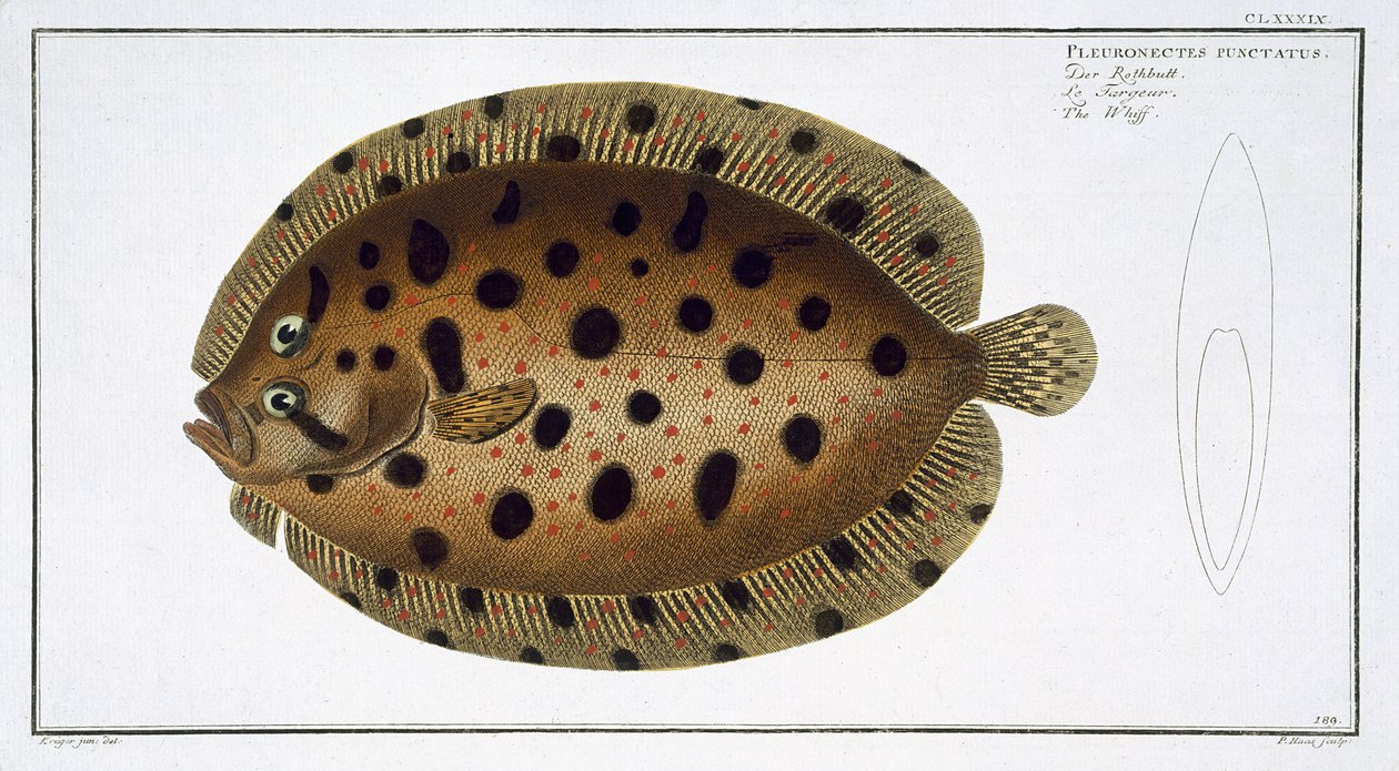 A Whiff (Pleuronectus Punctatus) CLXXXIX. lemez az „Ichthyologie, ou histoire naturelle generale et specifice des poisson”-ból, Marcus Elieser Bloch (1723-99), vésette Gabriel Bodenehr (1673-) alkotó: Andreas Ludwig Kruger