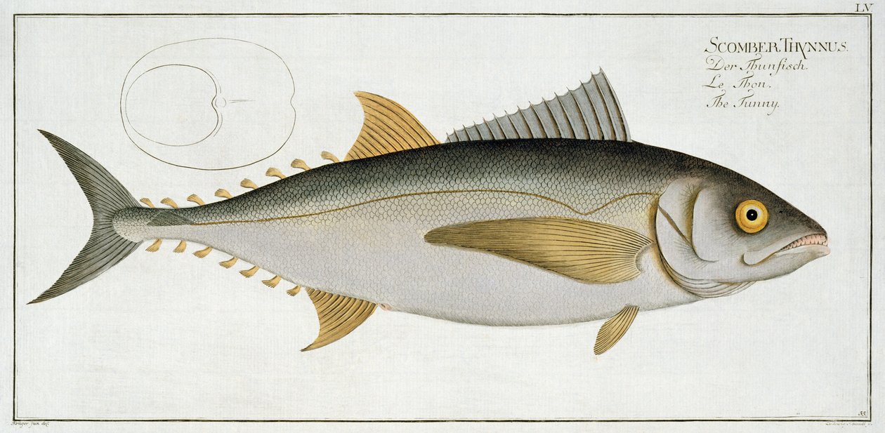 Tonhal (Scomber Thynnus) LV lemez az „Ichthyologie, ou histoire naturelle generale etspecial des poisson”-ból, Marcus Elieser Bloch (1723-99), vésette Ludwig Schmidt, megjelent 1785-99 körül (co. alkotó: Andreas Ludwig Kruger