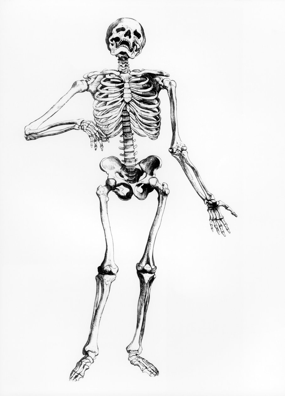 Emberi csontváz alkotó: Andreas Vesalius