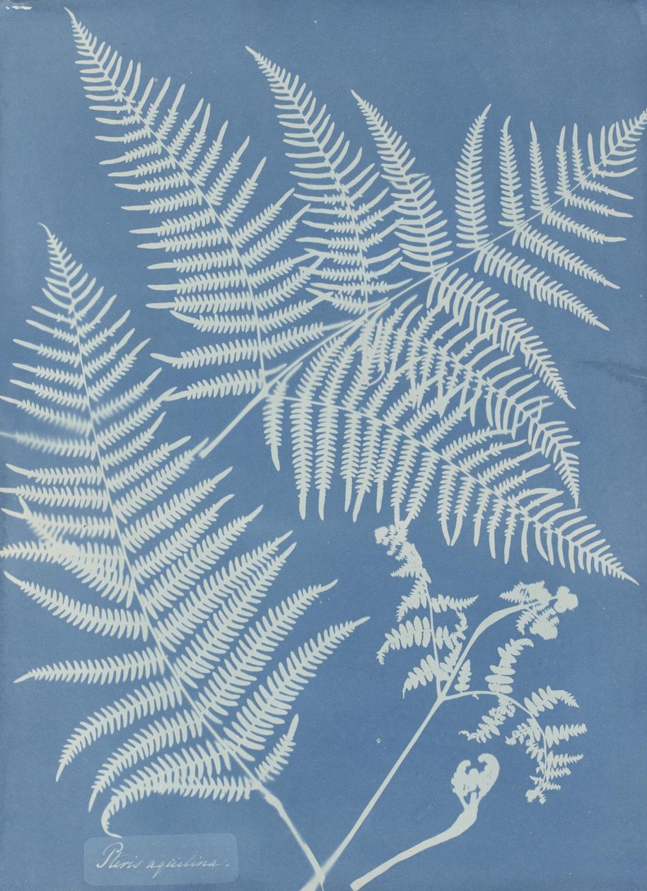 Pteris aquilina alkotó: Anna Atkins