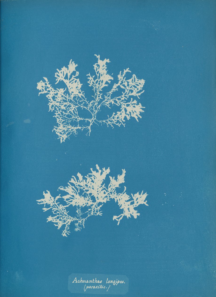 Achnanthes longipes. parazita., kb. 1853. alkotó: Anna Atkins