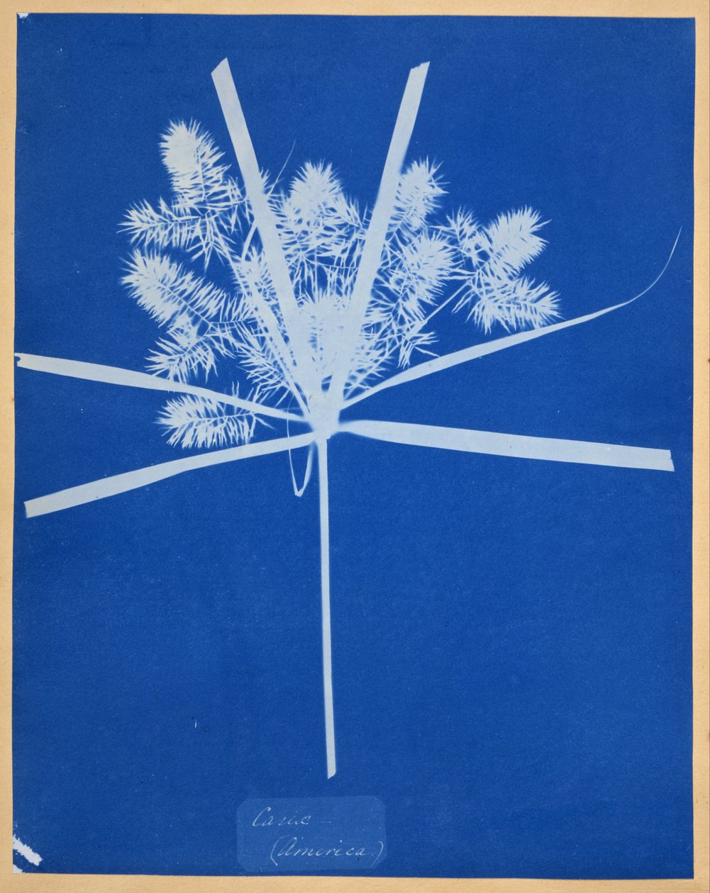 Carix (Amerika) alkotó: Anna Atkins