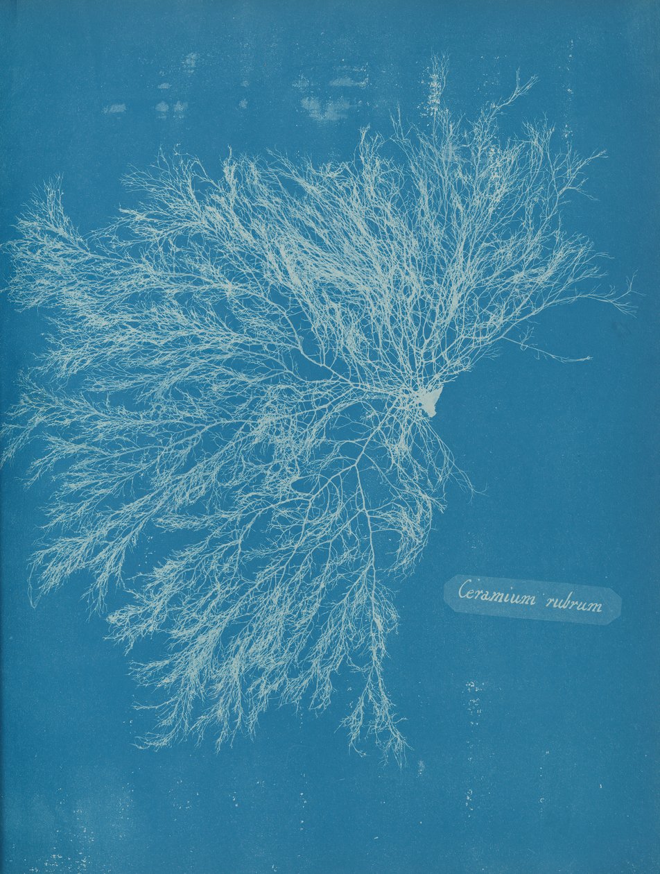 Piros kerámia, kb. 1853 alkotó: Anna Atkins