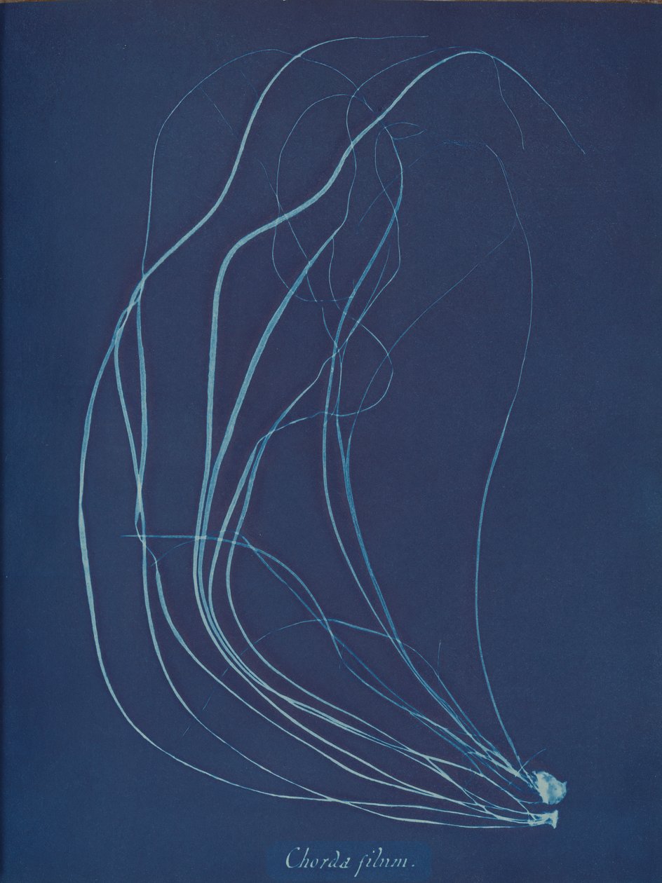 Drótszál, kb. 1853 alkotó: Anna Atkins