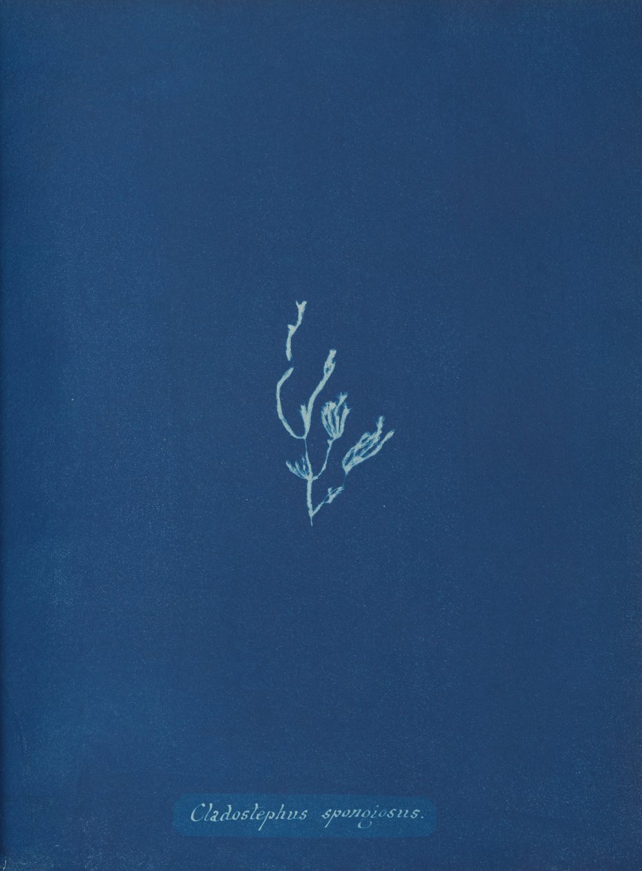 Cladostephus spongiosus, kb. 1853 alkotó: Anna Atkins