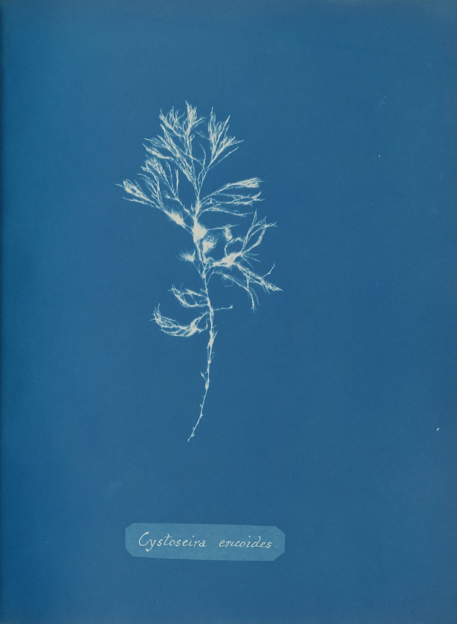 Cystoseira ericoides, kb. 1853. alkotó: Anna Atkins