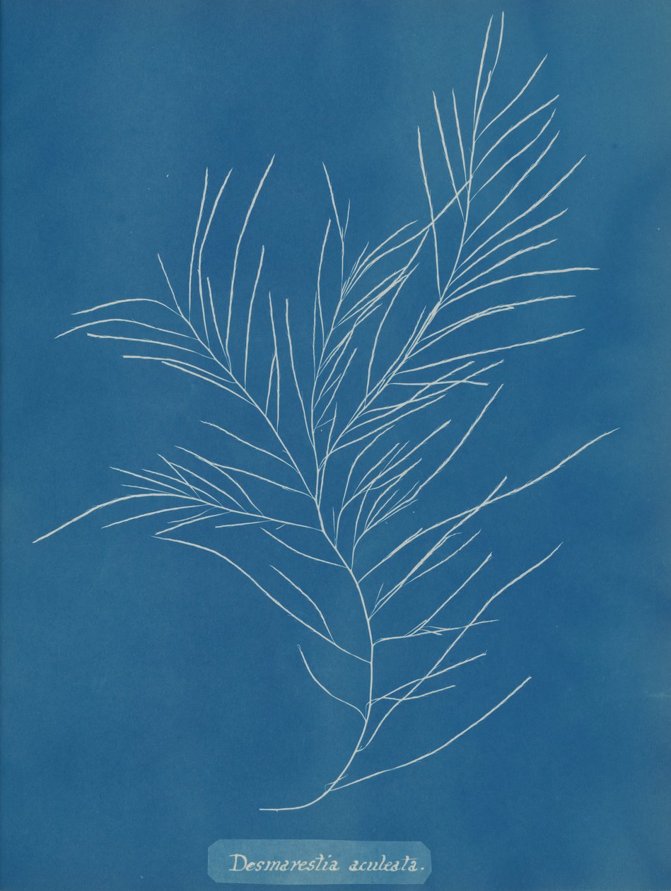 Desmarestia aculeata, kb. 1853. alkotó: Anna Atkins