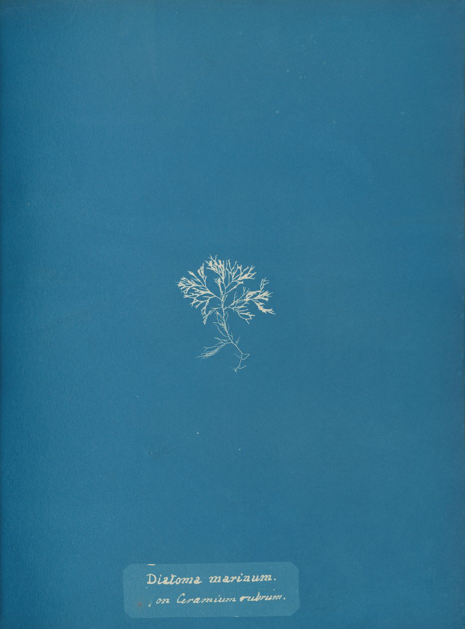 Tengeri kovamoszat a Ceramium rubrumon, kb. 1853 alkotó: Anna Atkins