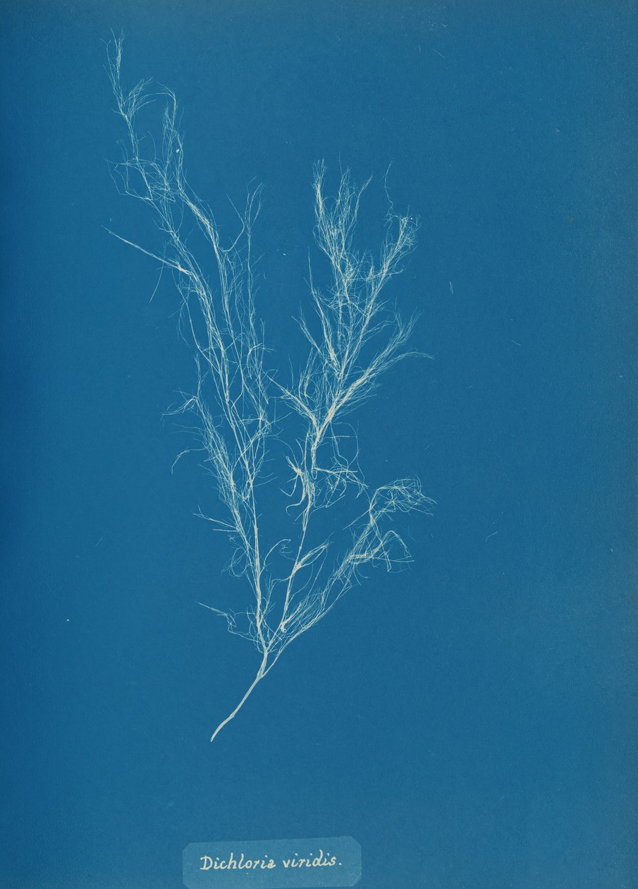 Dichloria viridis, kb. 1853. alkotó: Anna Atkins