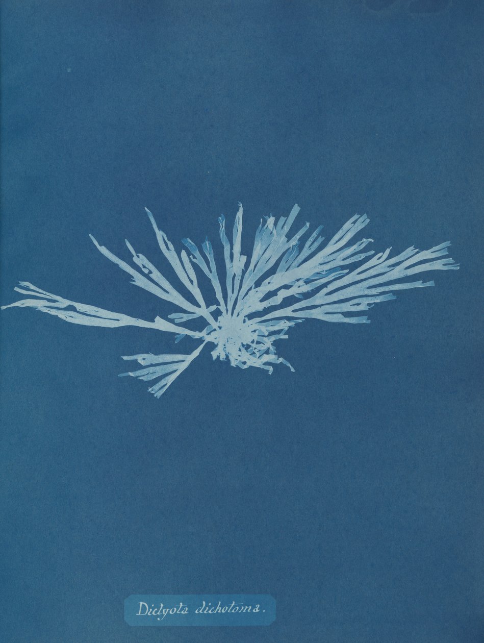 Dictyota dichotoma, kb. 1853. alkotó: Anna Atkins