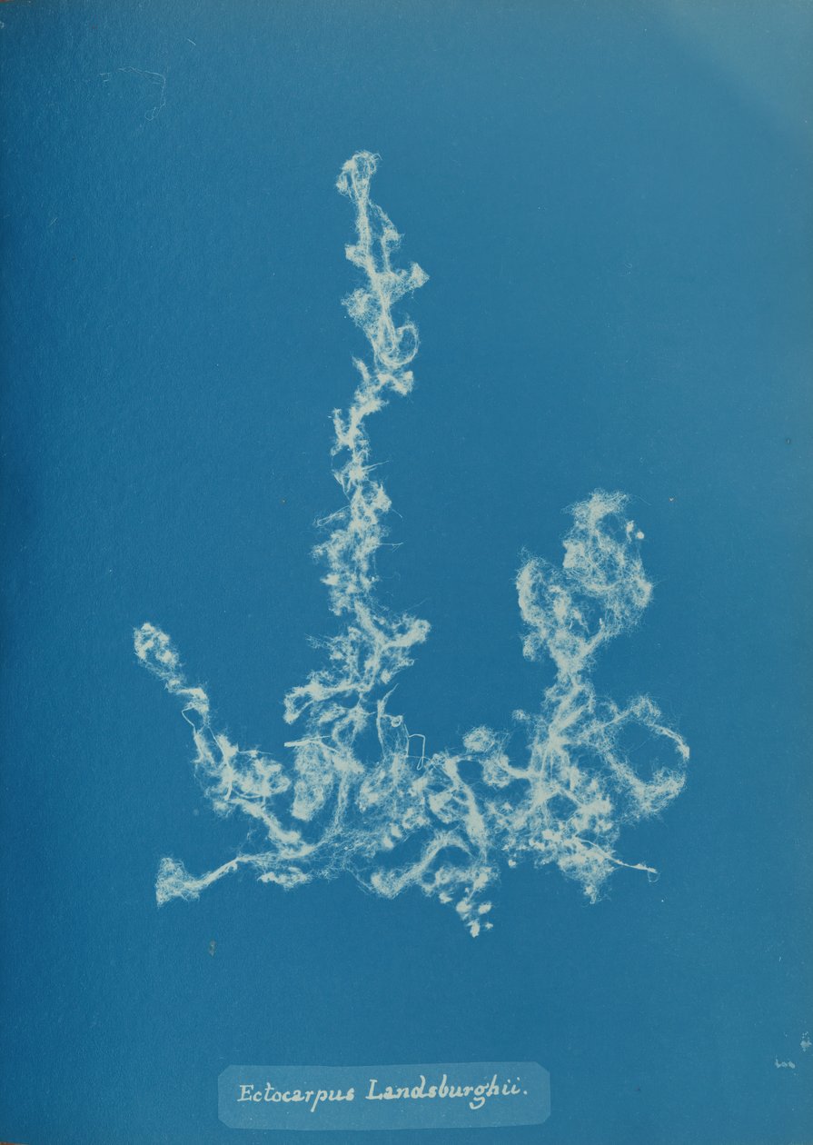 Ectocarpus Landsburghii, kb. 1853. alkotó: Anna Atkins