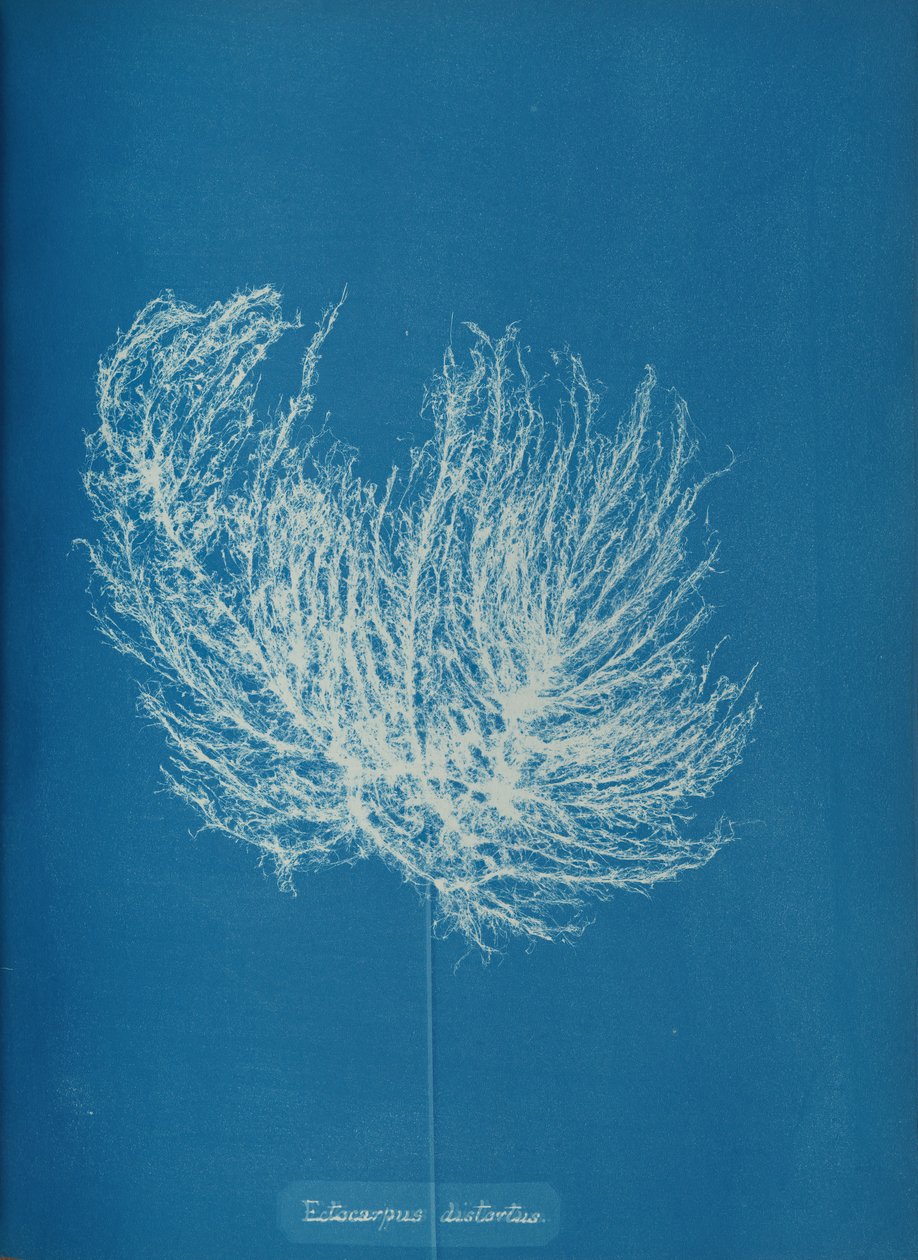 Ectocarpus distantus, kb. 1853. alkotó: Anna Atkins