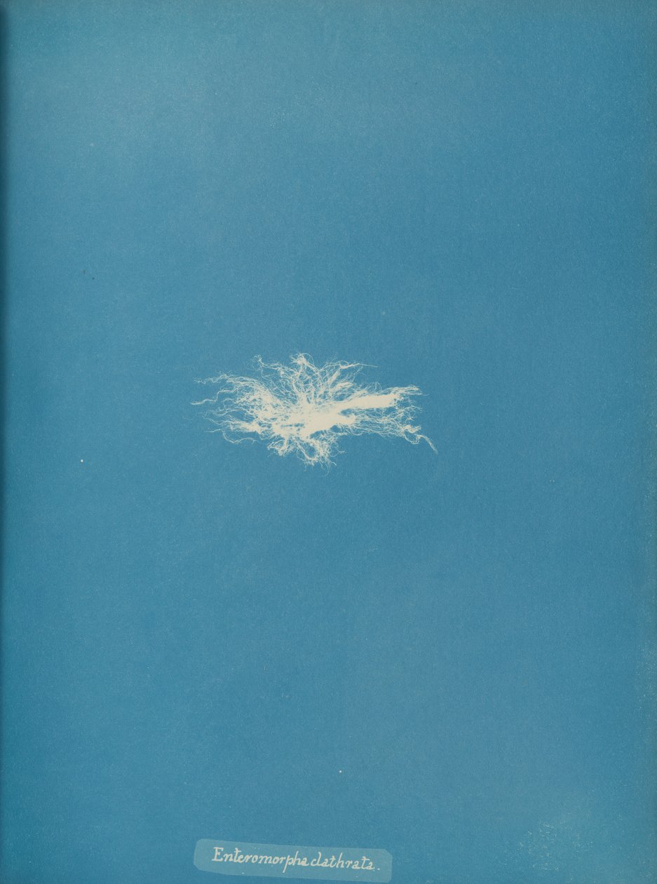 Enteromorpha clathrata, kb. 1853. alkotó: Anna Atkins