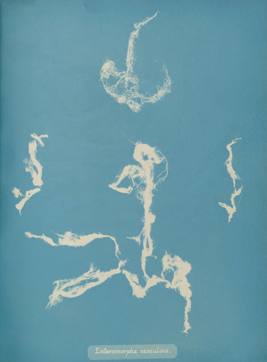 Enteromorpha ramulosa, kb. 1853 alkotó: Anna Atkins