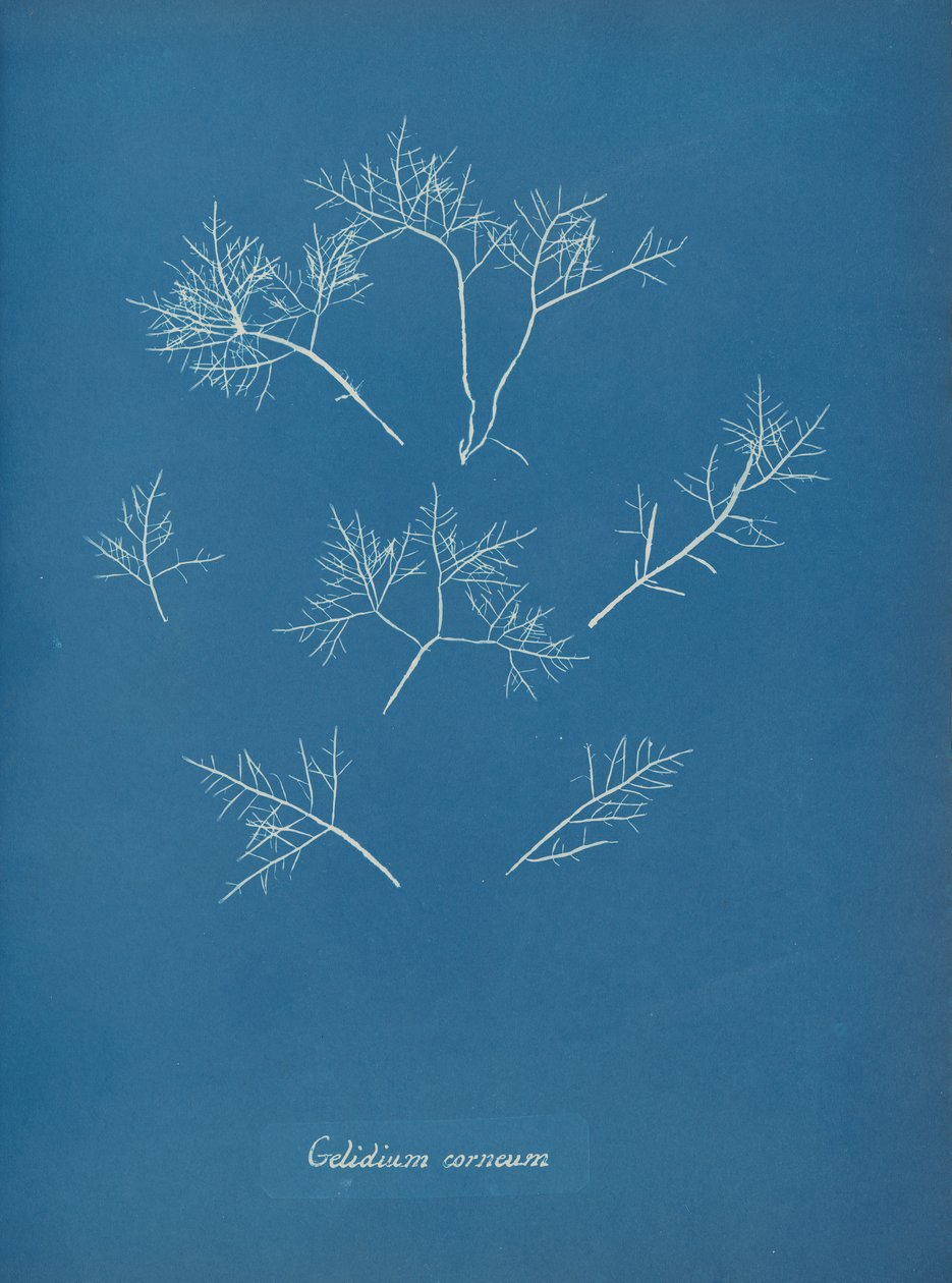 Szaruhártya fagy, kb. 1853 alkotó: Anna Atkins