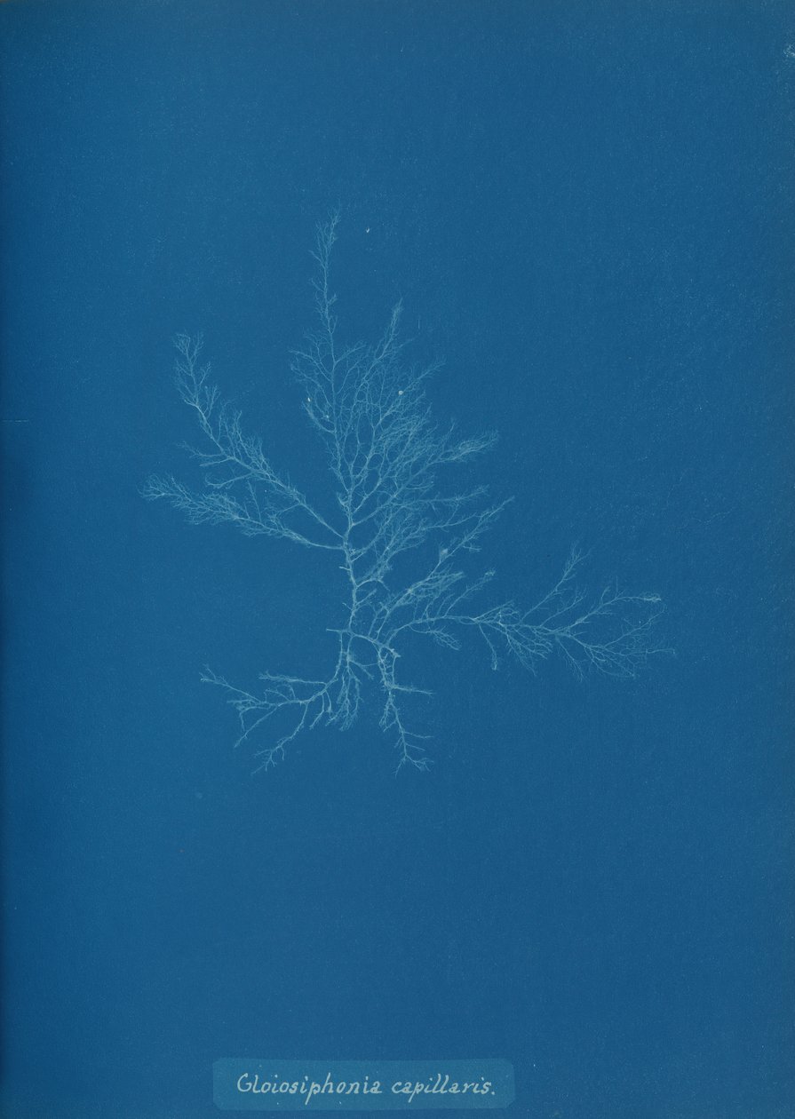 Gloisiphonia capillaris, kb. 1853. alkotó: Anna Atkins