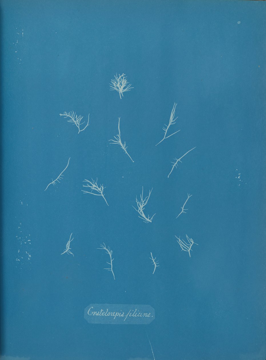 Grateloupia filicina, kb. 1853. alkotó: Anna Atkins