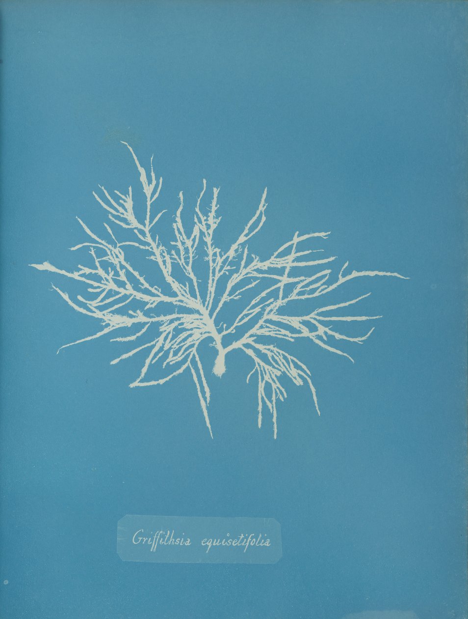 Griffithsia equisetifolia, kb. 1853. alkotó: Anna Atkins