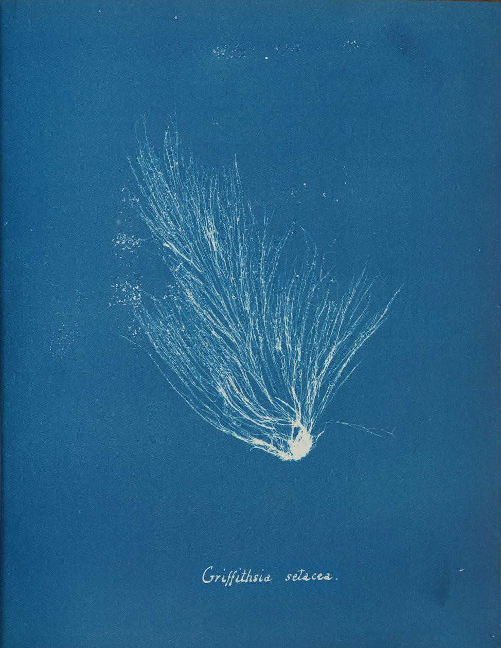 Griffithsia setacea, kb. 1853. alkotó: Anna Atkins