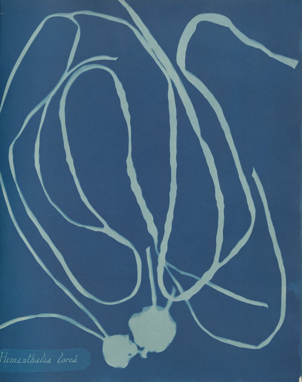 Himanthalia virág, kb. 1853 alkotó: Anna Atkins