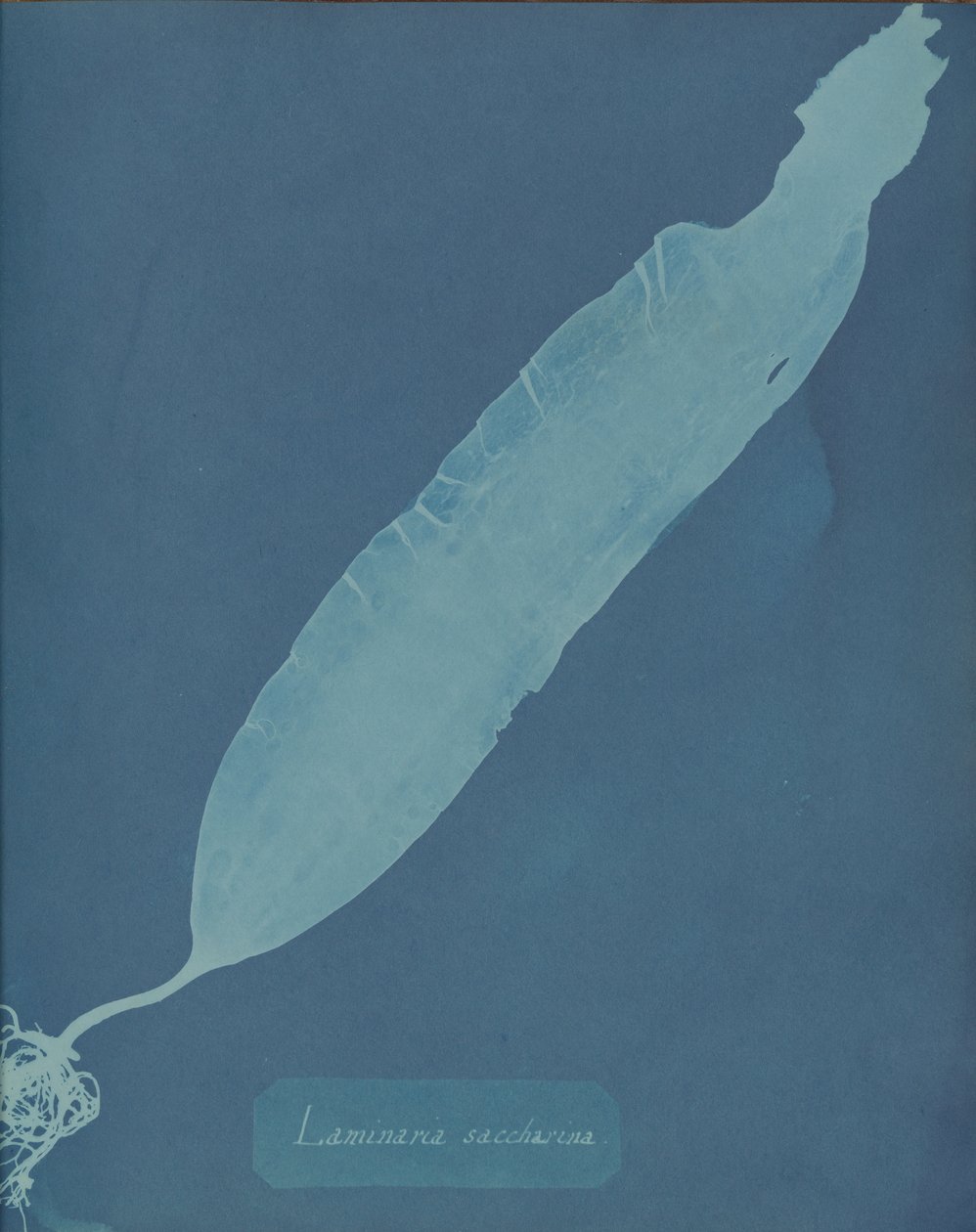 Laminaria saccharina, kb. 1853. alkotó: Anna Atkins