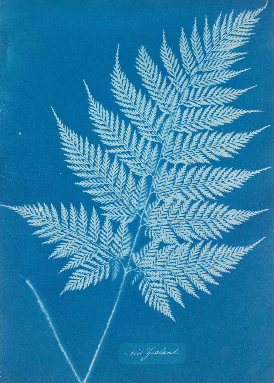 Új Zéland alkotó: Anna Atkins