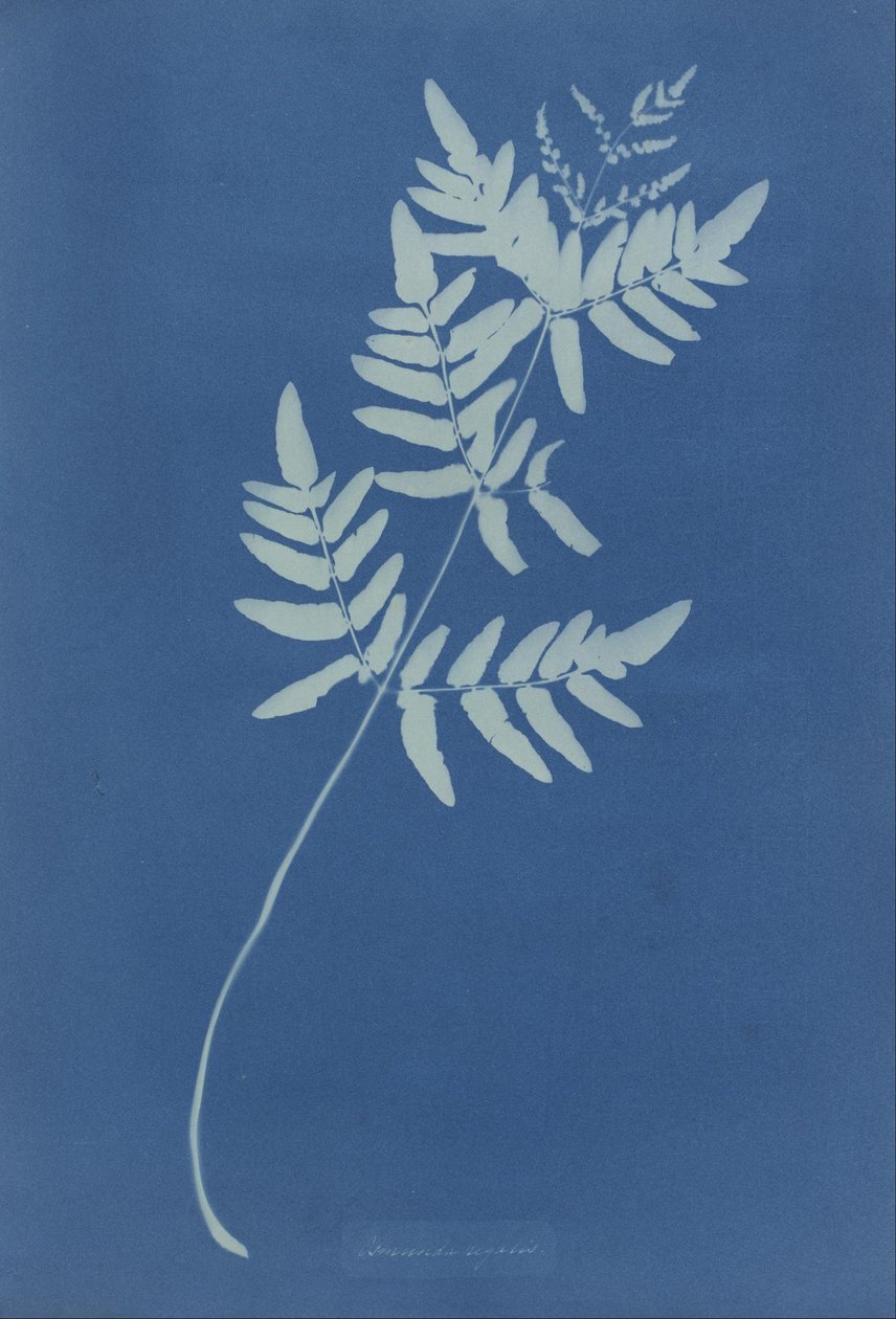 Osmunda Rigalis (Ausztrália) alkotó: Anna Atkins
