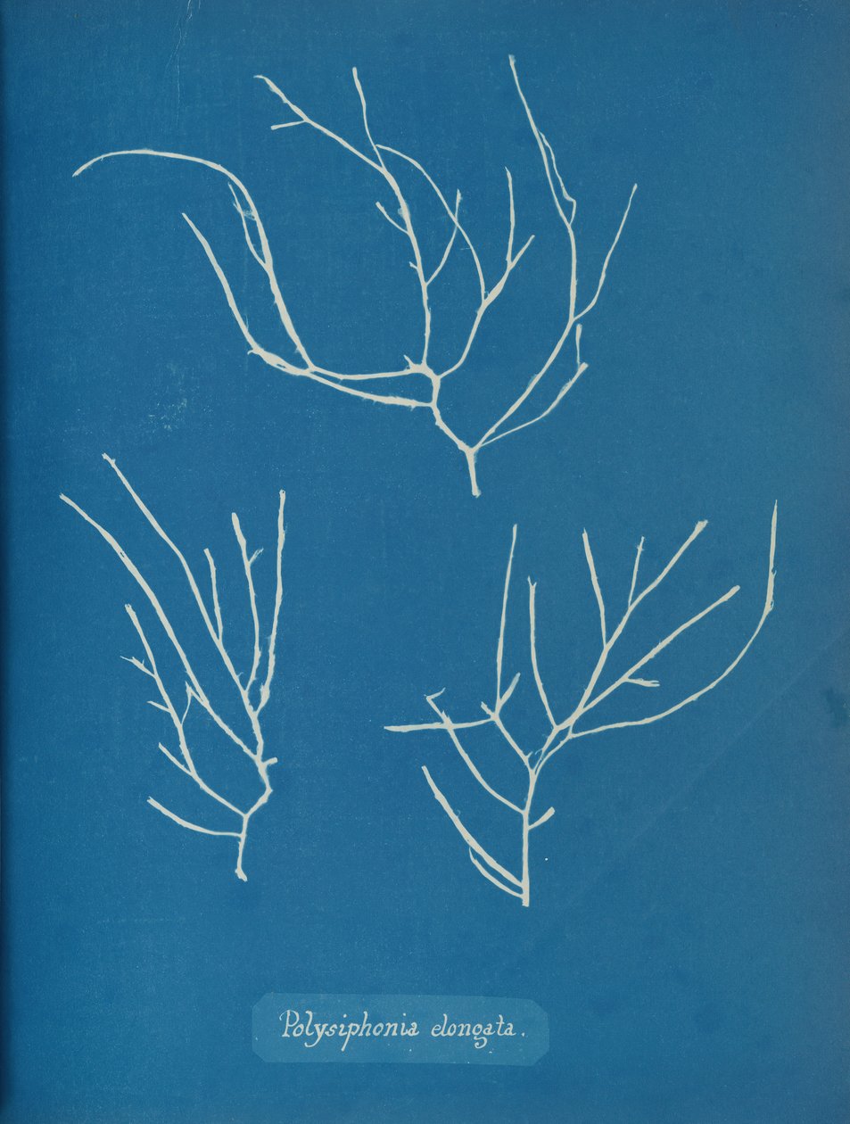 Polysiphonia elongata, kb. 1853 alkotó: Anna Atkins