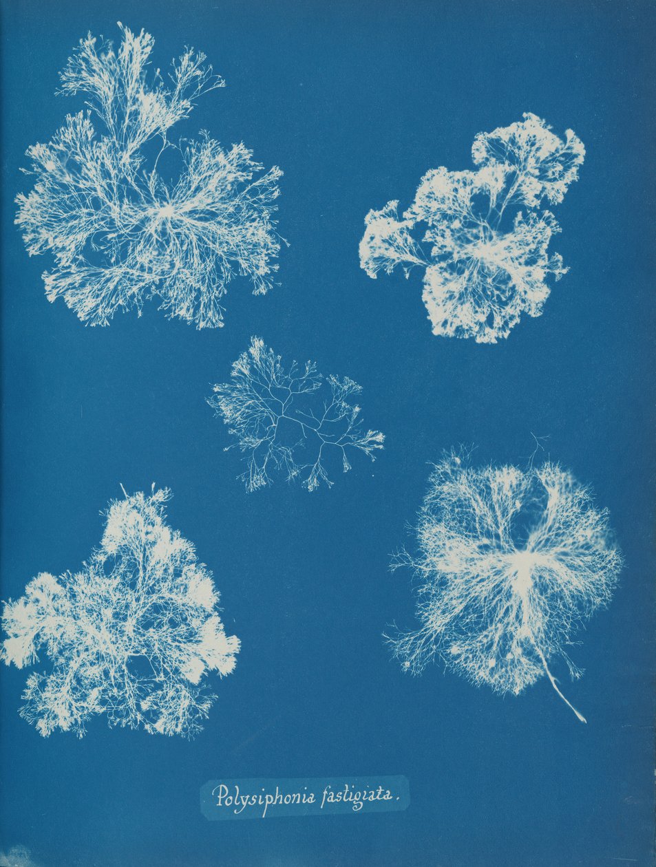 Polysiphonia fastigiata, kb. 1853. alkotó: Anna Atkins