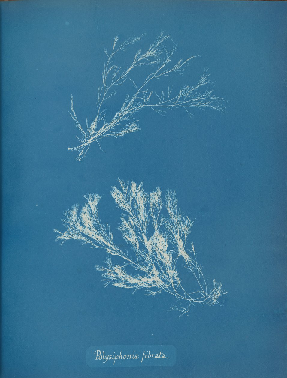 Polysiphonia fibrata, kb. 1853. alkotó: Anna Atkins
