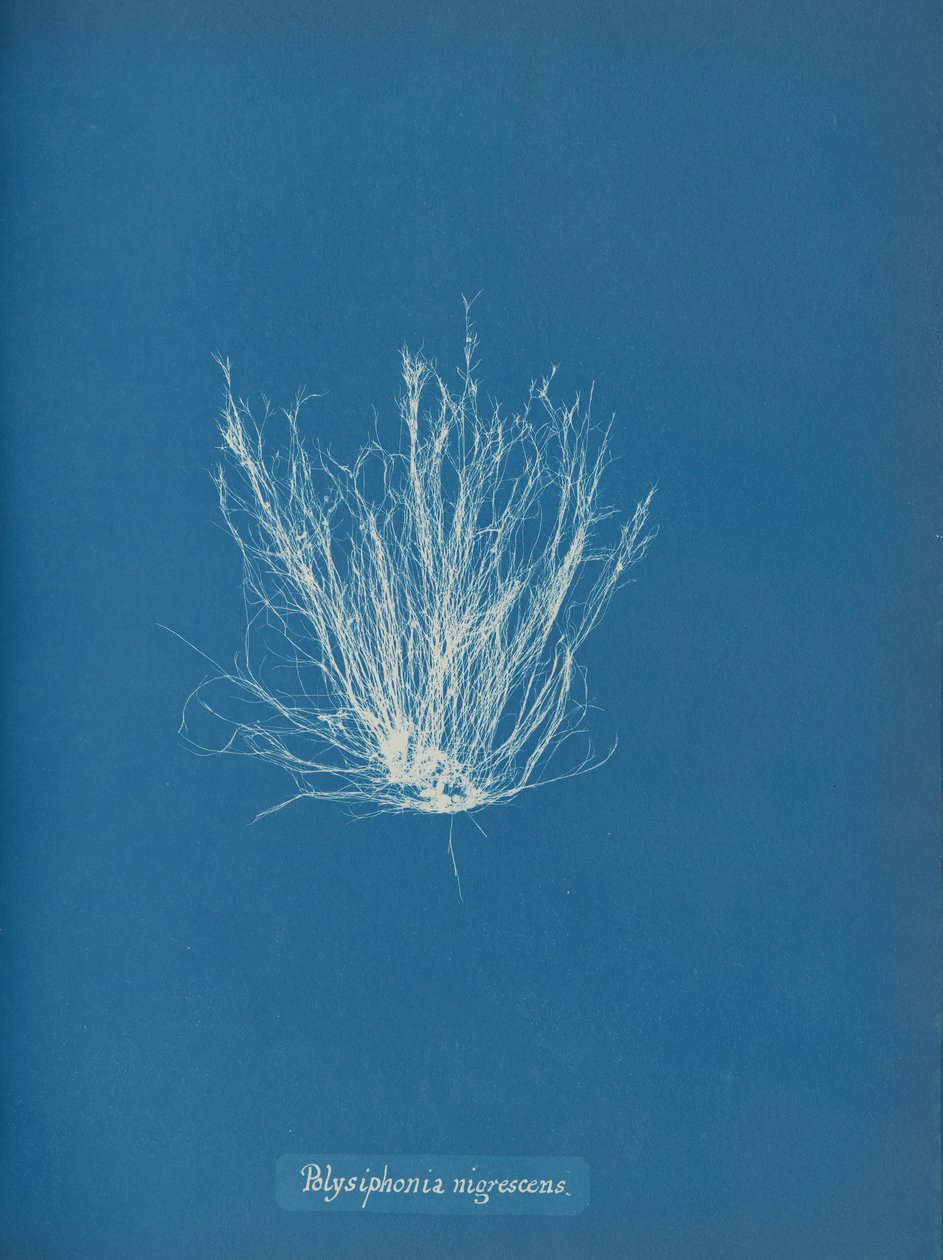 Polysiphonia nigrescens, kb. 1853 alkotó: Anna Atkins