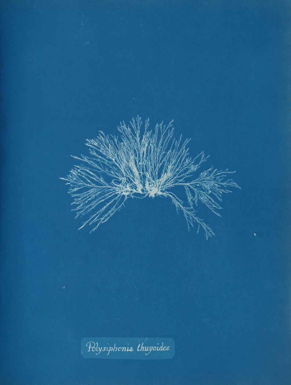 Polysiphonia thuyoides, kb. 1853. alkotó: Anna Atkins
