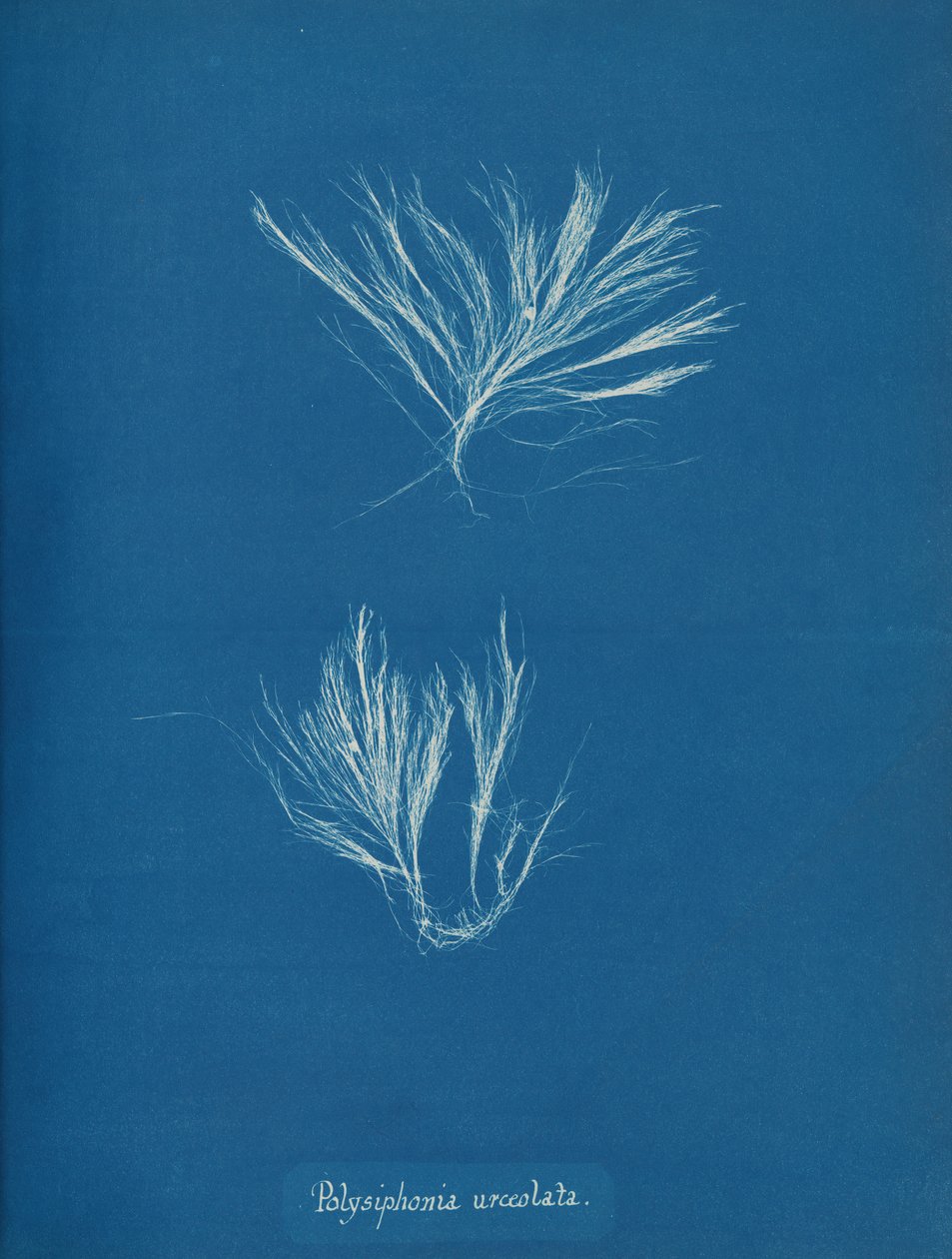 Polysiphonia urceolata, kb. 1853. alkotó: Anna Atkins