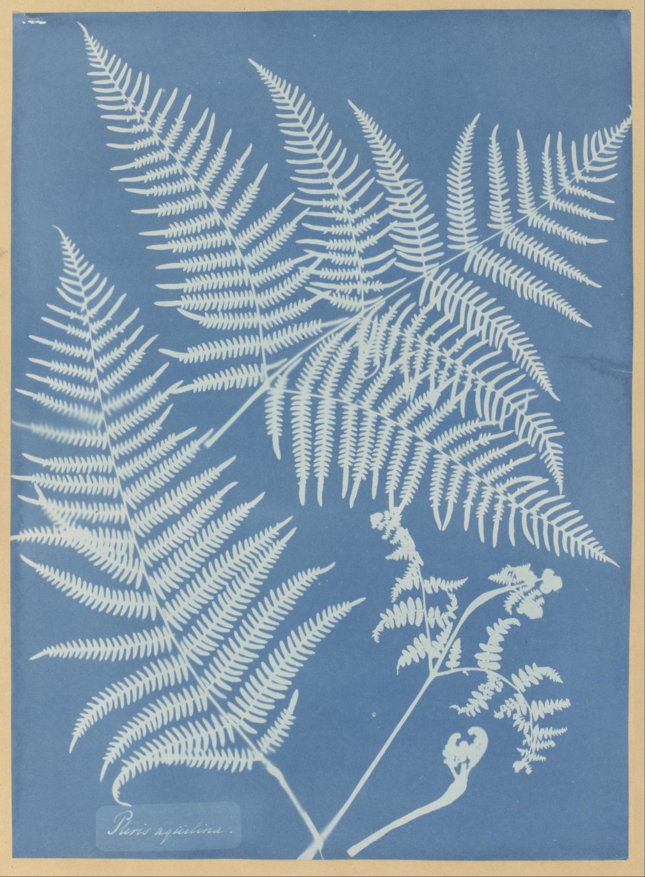 Pteris aquilina alkotó: Anna Atkins