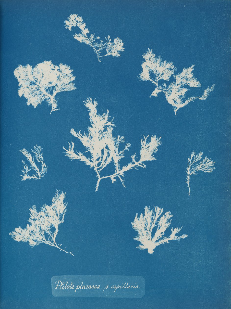Ptilota plumosa. ß kapillárisok, kb. 1853. alkotó: Anna Atkins