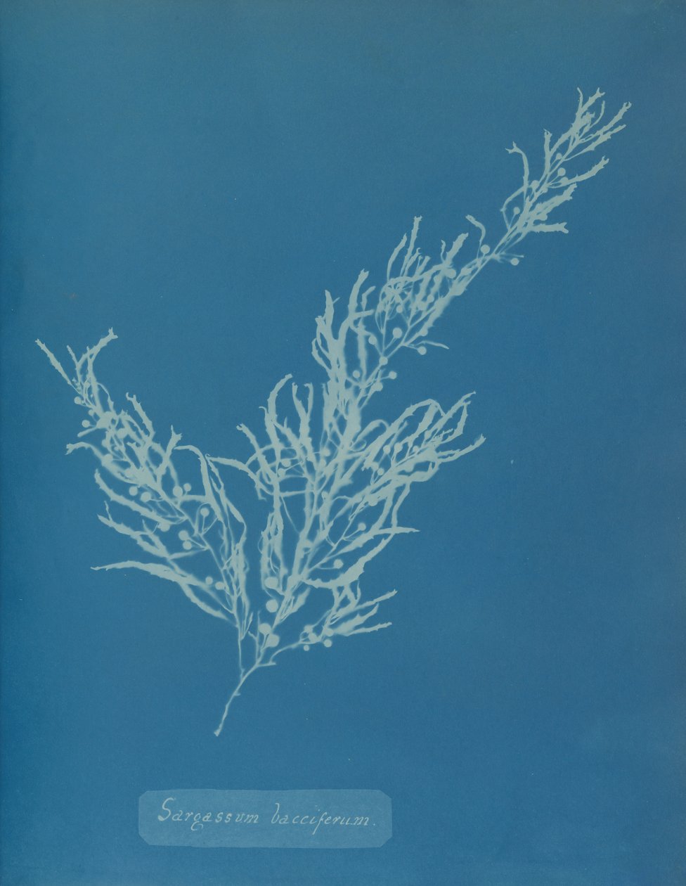 Sargassum bacciferum, kb. 1853. alkotó: Anna Atkins
