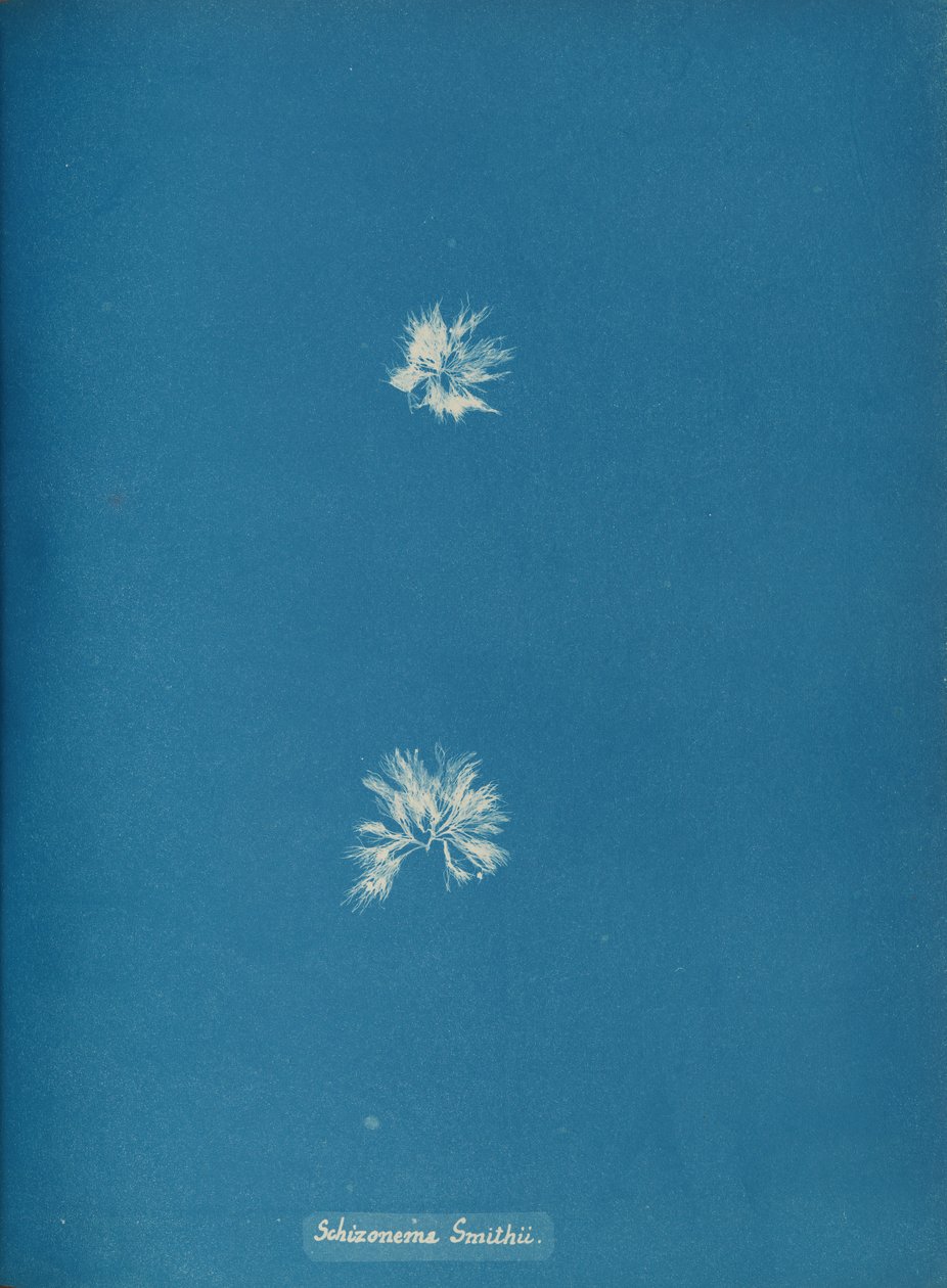 Schizonema Smithii, kb. 1853. alkotó: Anna Atkins