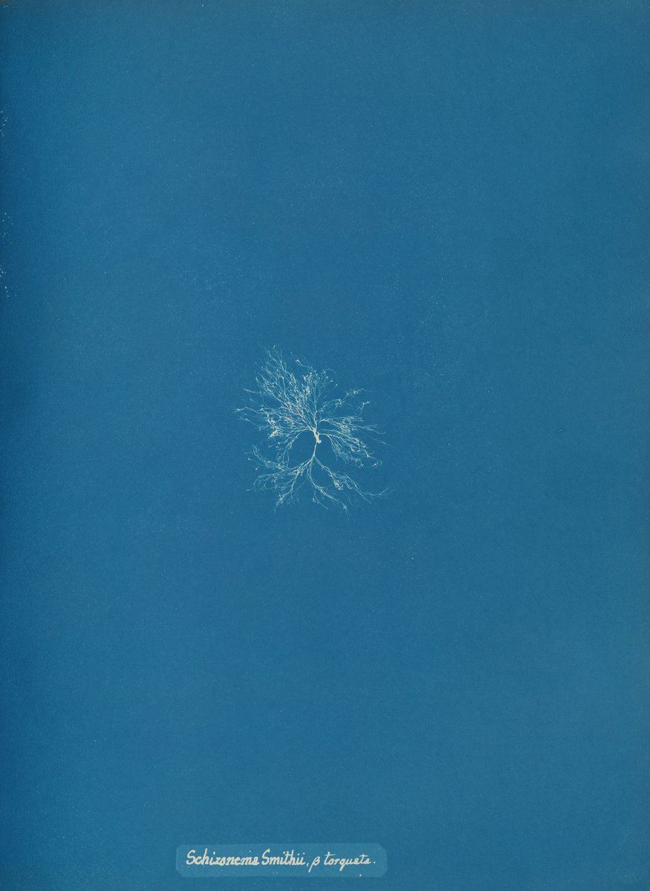 Schizonema Smithii, ß torqata, kb. 1853. alkotó: Anna Atkins