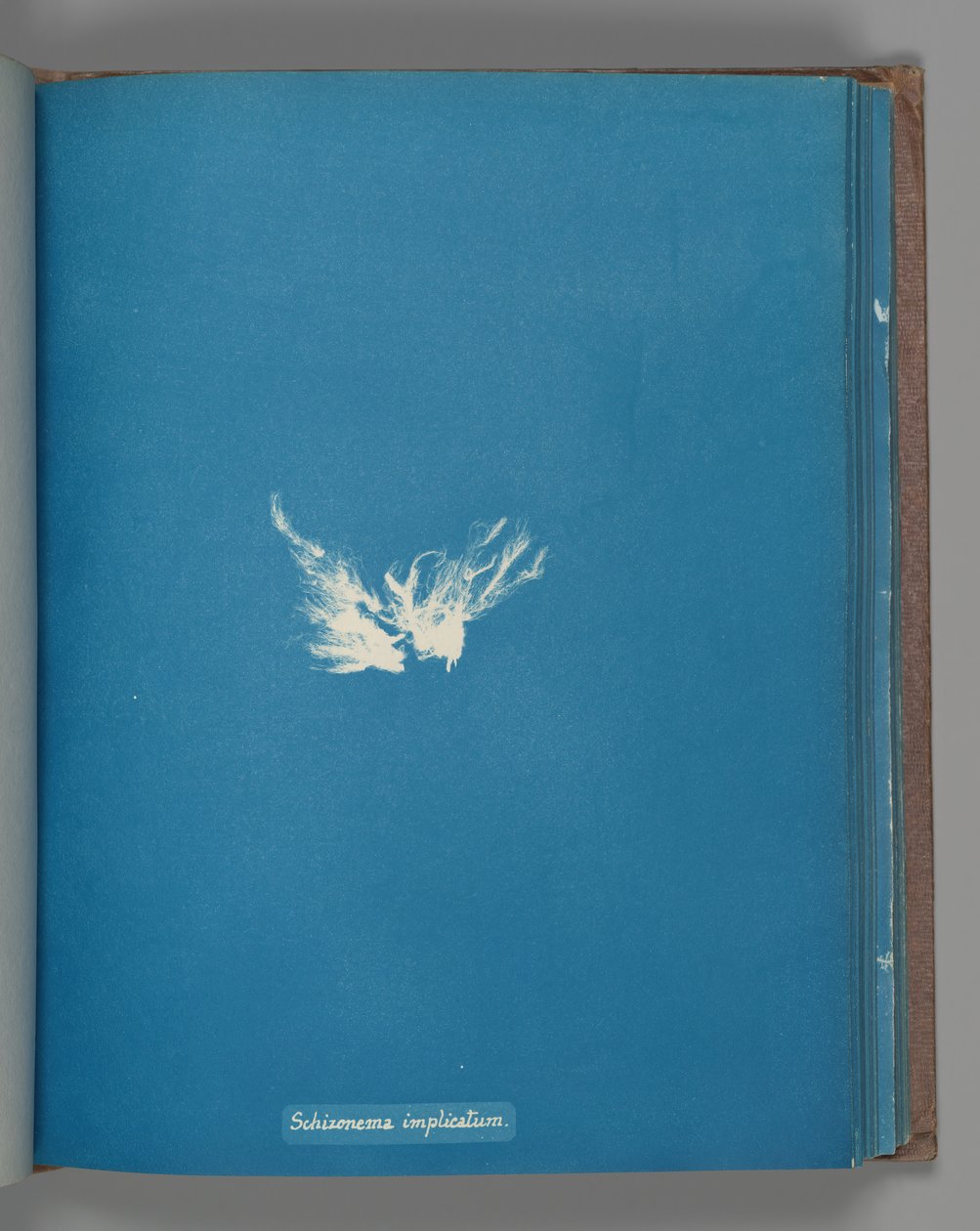 Schizonema komplex, kb. 1853 alkotó: Anna Atkins