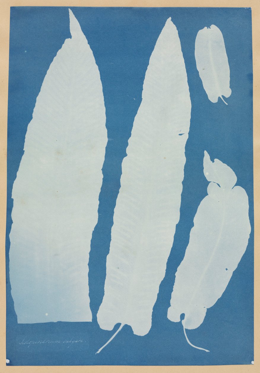 Scolopendrium Vulgare, 1852-1854. alkotó: Anna Atkins