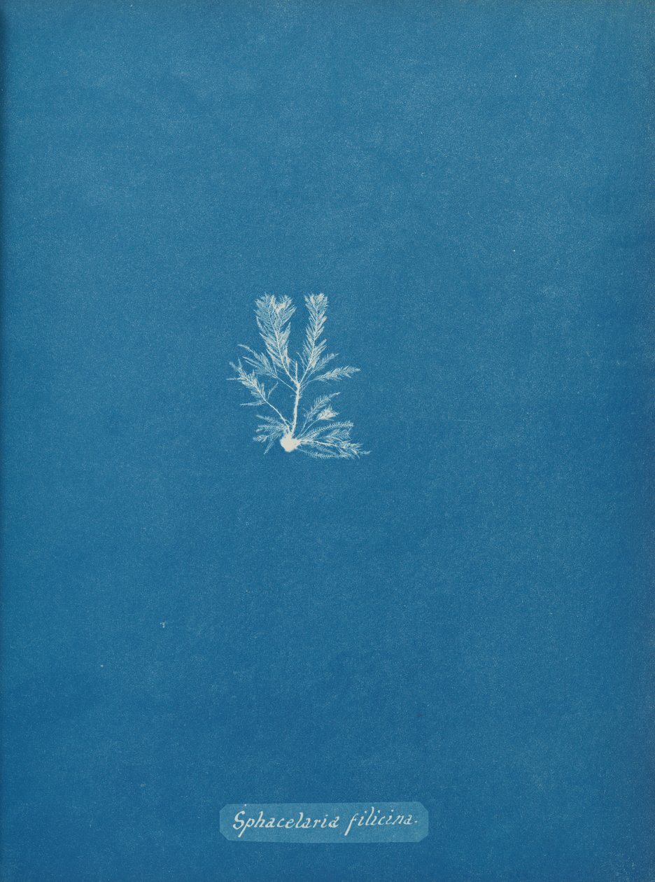 Sphacelaria filicina, kb. 1853. alkotó: Anna Atkins